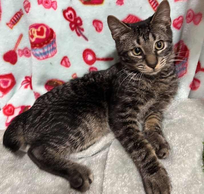 Photo of Beans
