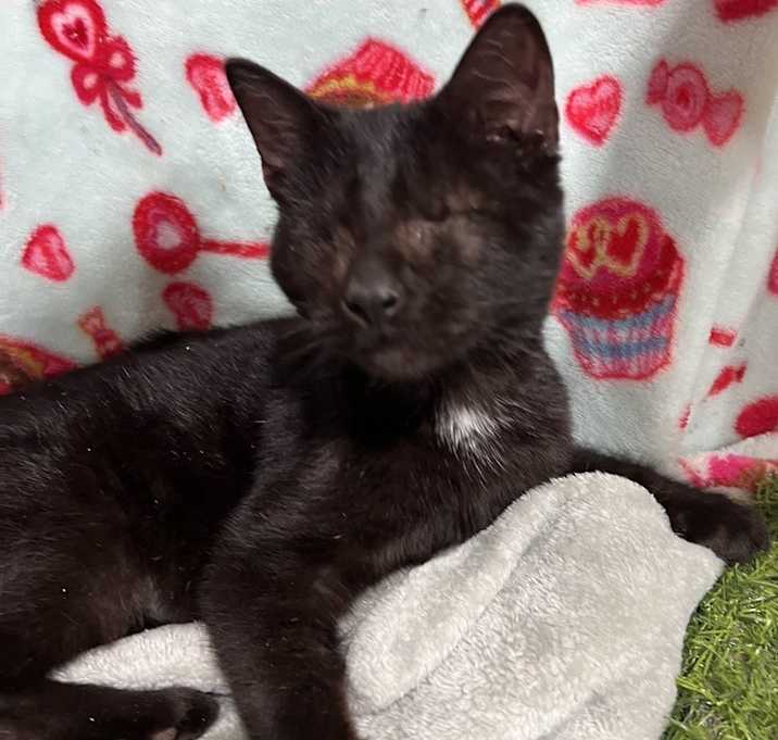 Photo of Binky