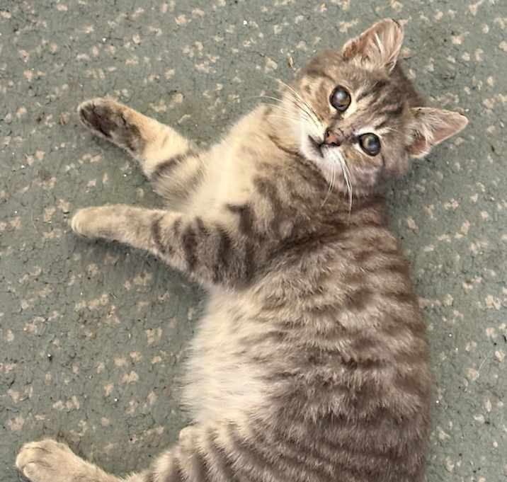 Photo of Qbert