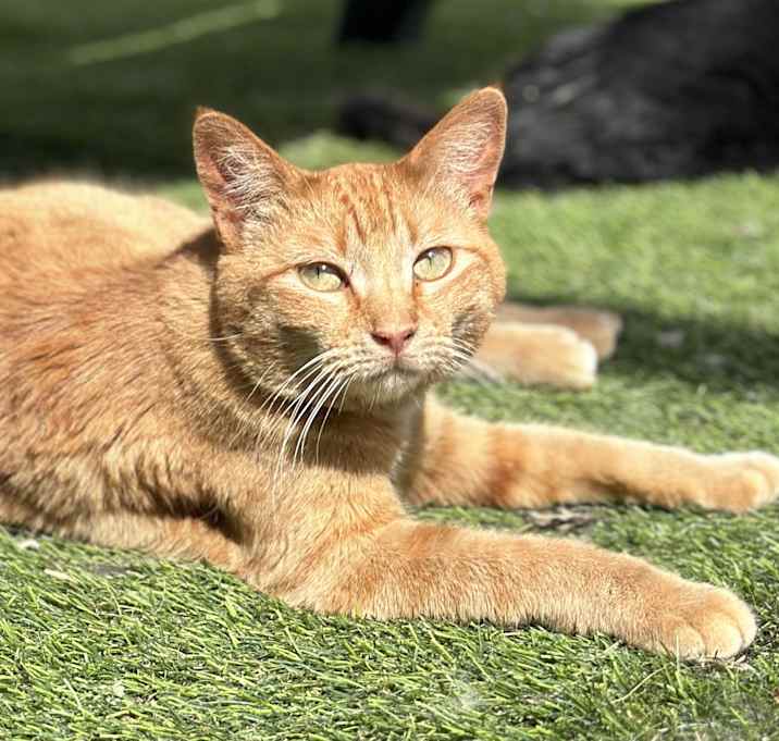 Photo of Ginger