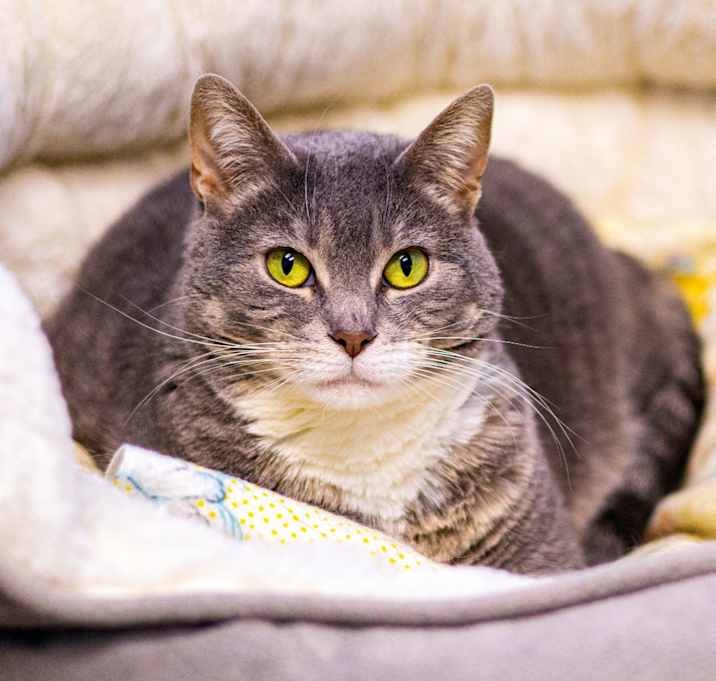 Photo of Bandit (Bonded with Smokey)