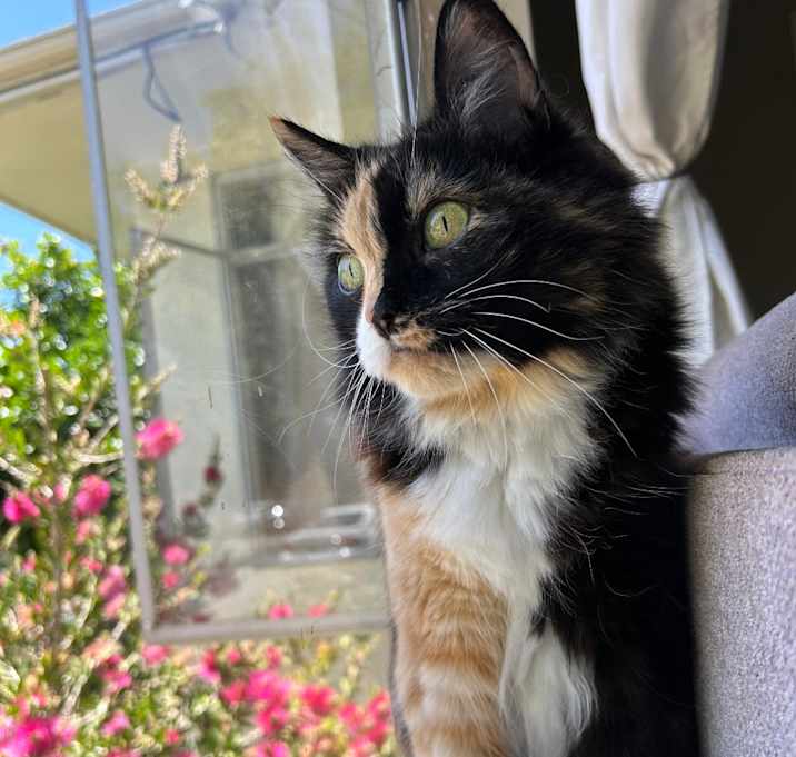 Photo of Penny