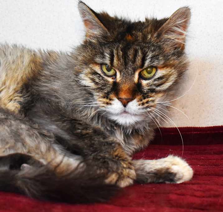 Photo of Sarabi