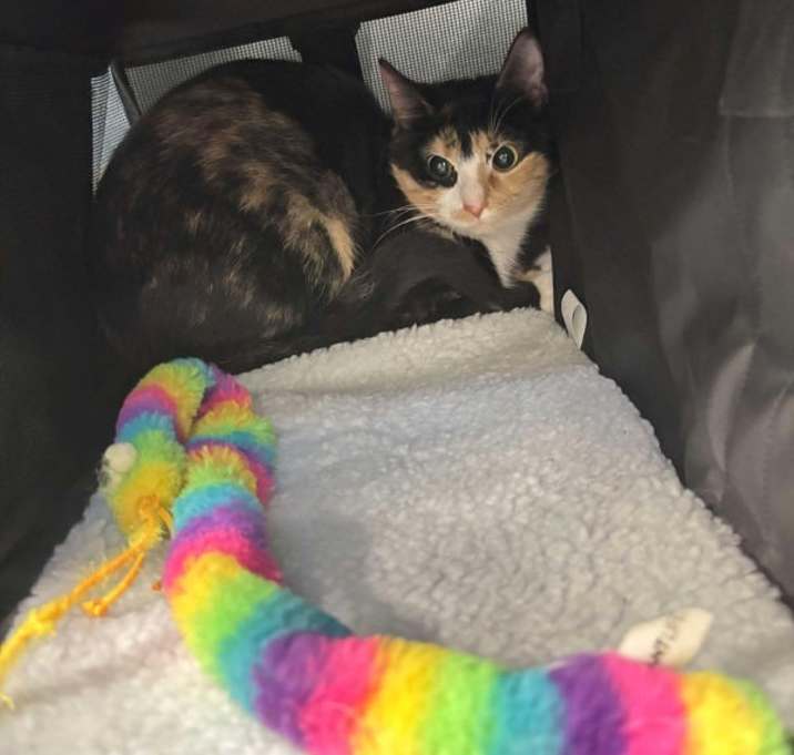 Photo of Ebony