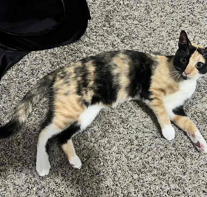 Photo of Princess