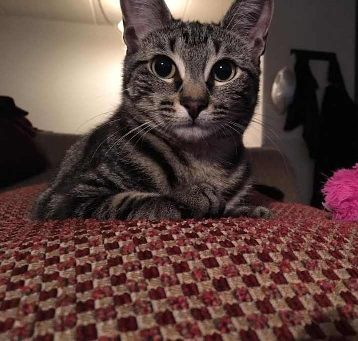 Photo of Pepper