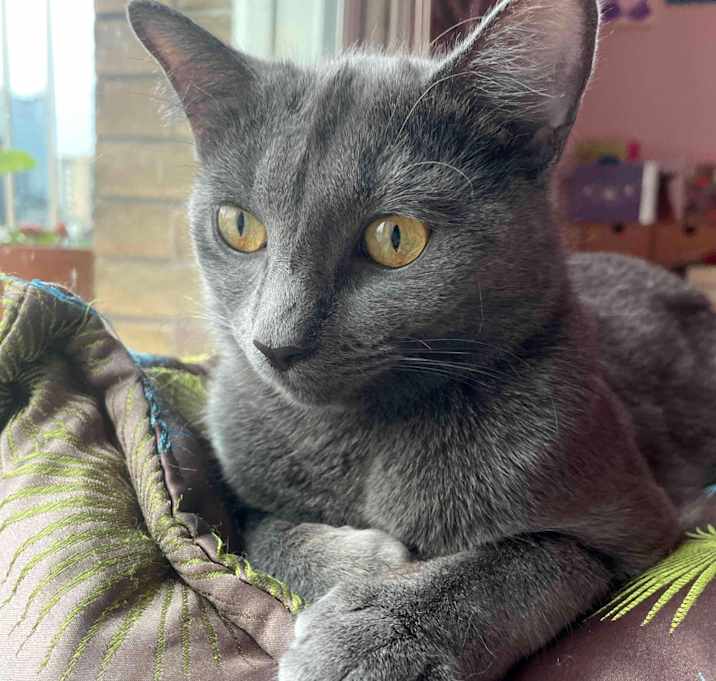 Photo of Gracie