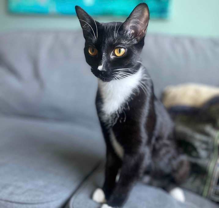 Photo of Beans