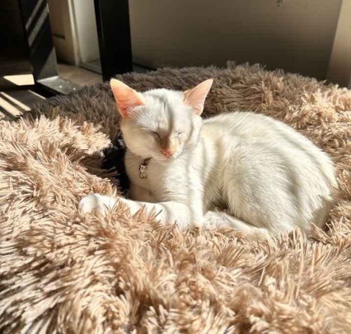 Photo of Button