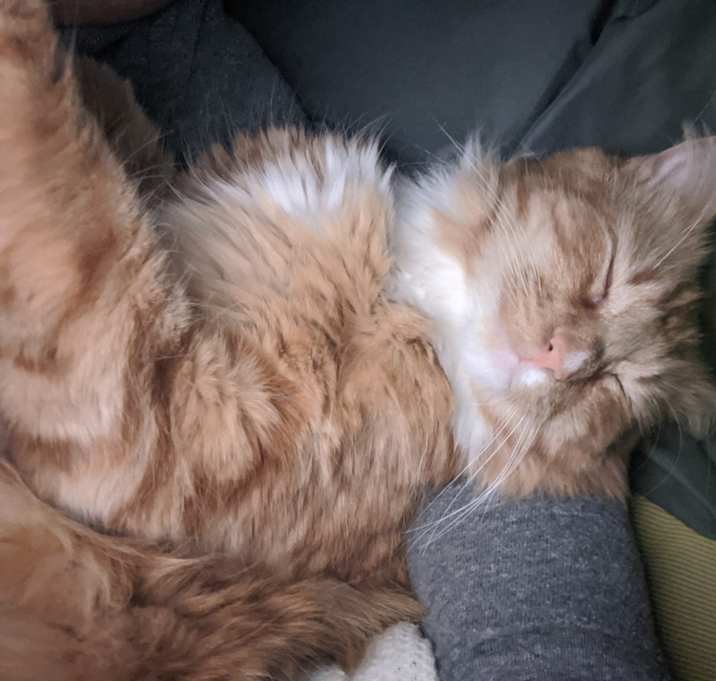 Photo of Simba