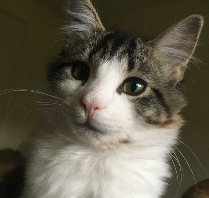 Photo of Hades