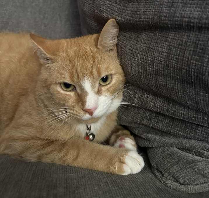 Photo of Mookie