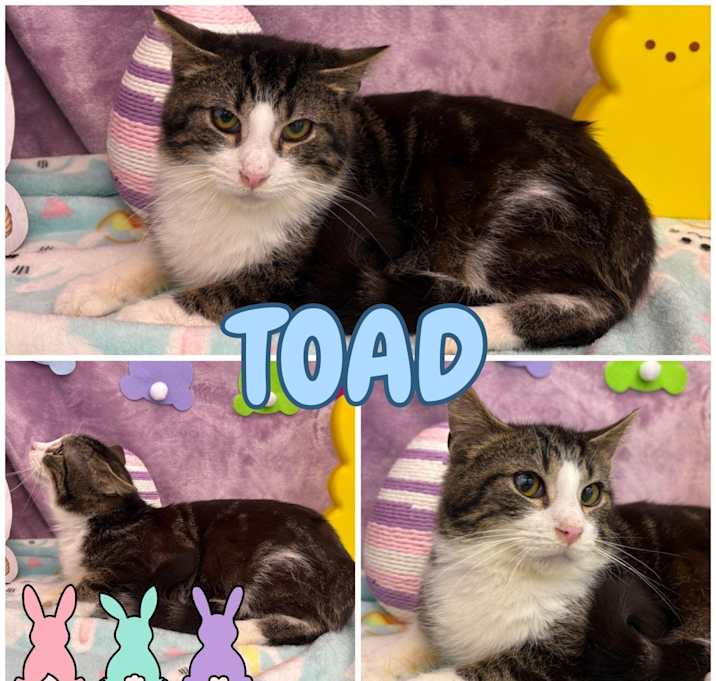 Photo of Toad