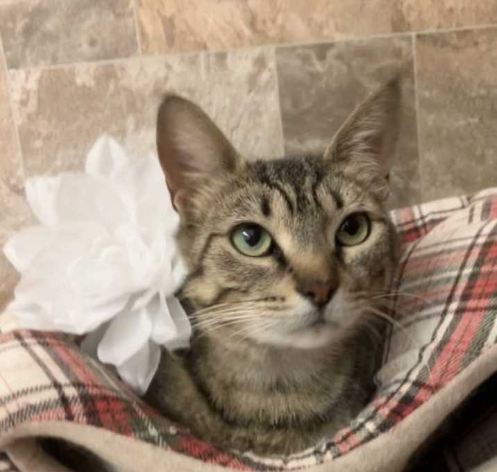 Photo of Azalea