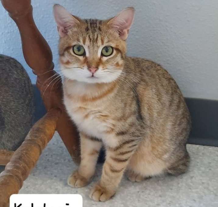 Photo of Kalahari