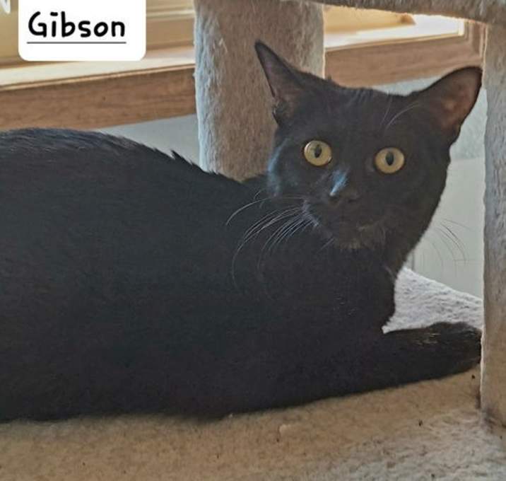Photo of Gibson