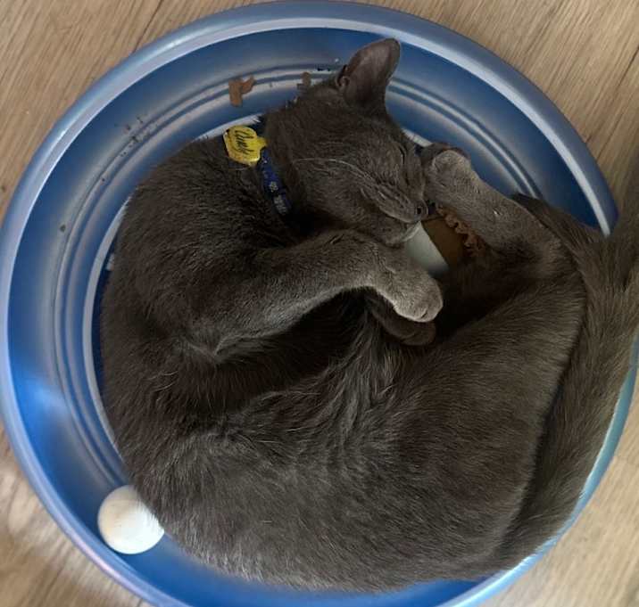 Photo of Curly