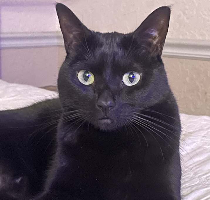 Photo of Kitty