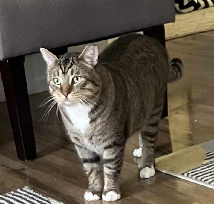 Photo of Mau