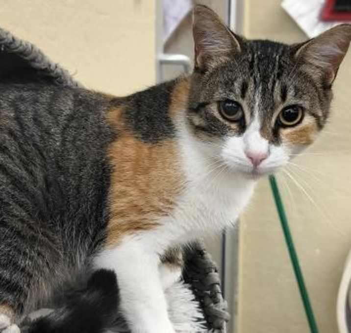 Photo of Sugar
