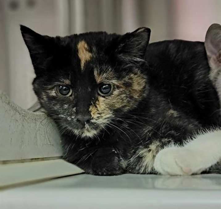 Photo of STAR