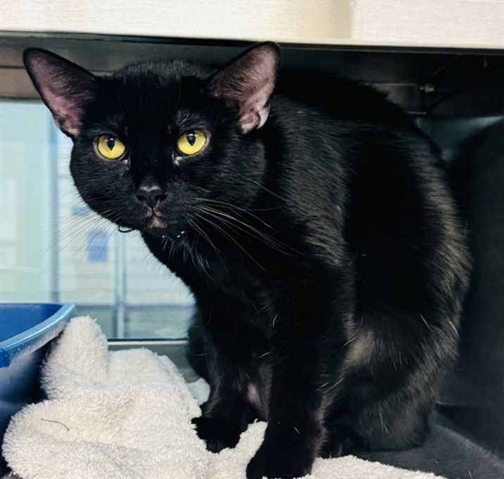 Photo of ONYX