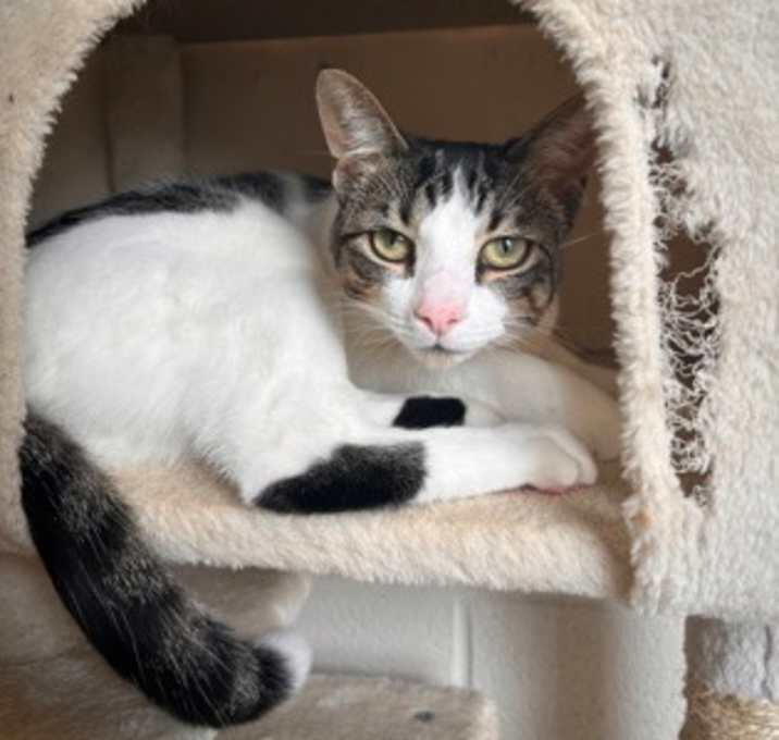 Photo of Honey - Stratford