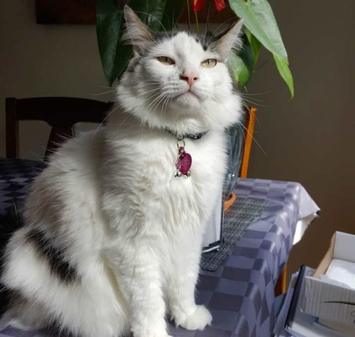 Photo of Dixie