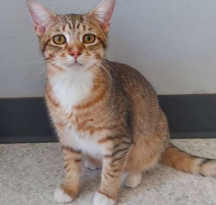 Photo of Sahara