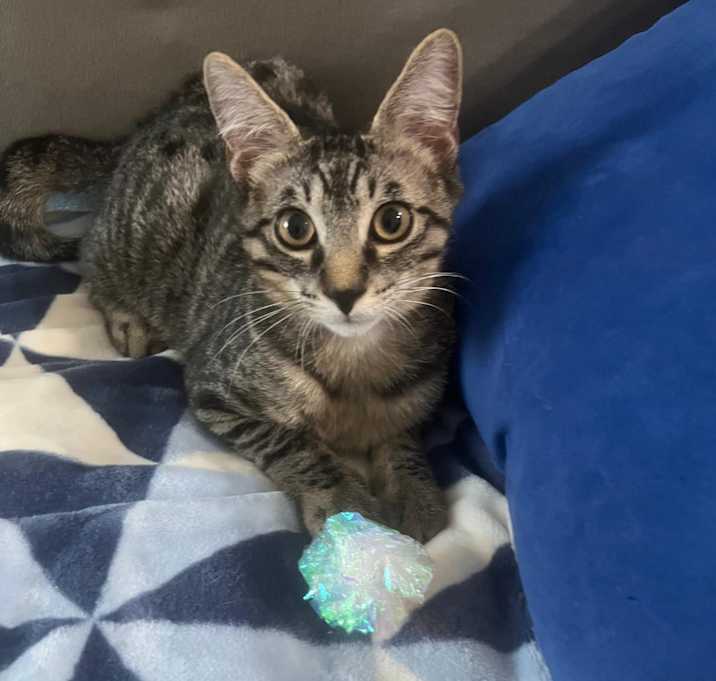Photo of Ozzie