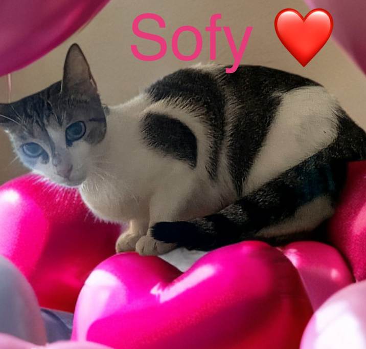 Photo of Sofy