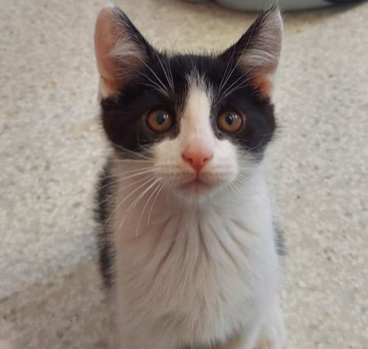Photo of Oswald