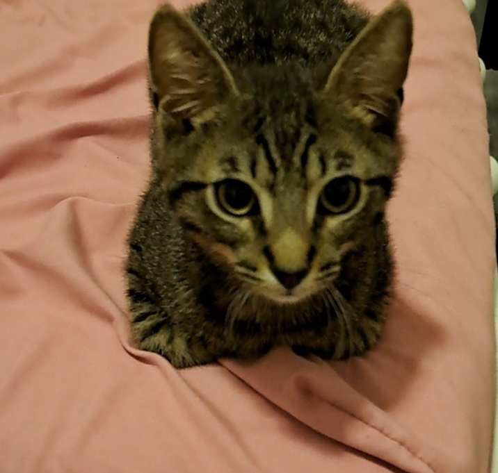 Photo of Houdini