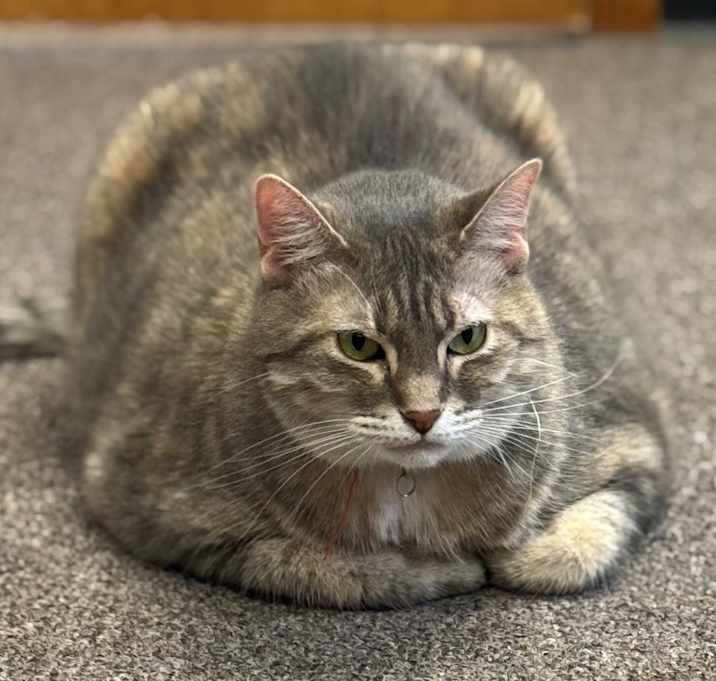 Photo of Squeaks