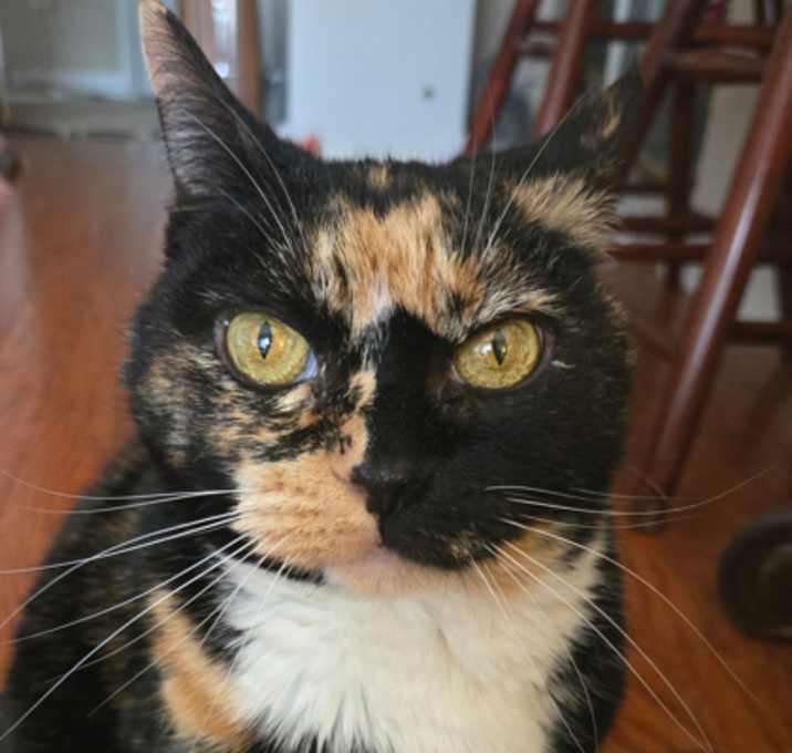 Photo of Sassy
