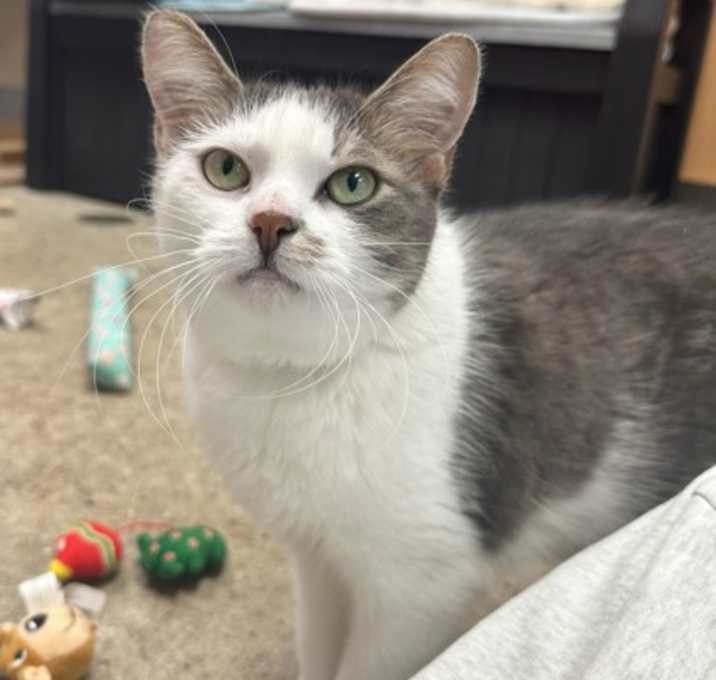 Photo of Madison - Available in Foster