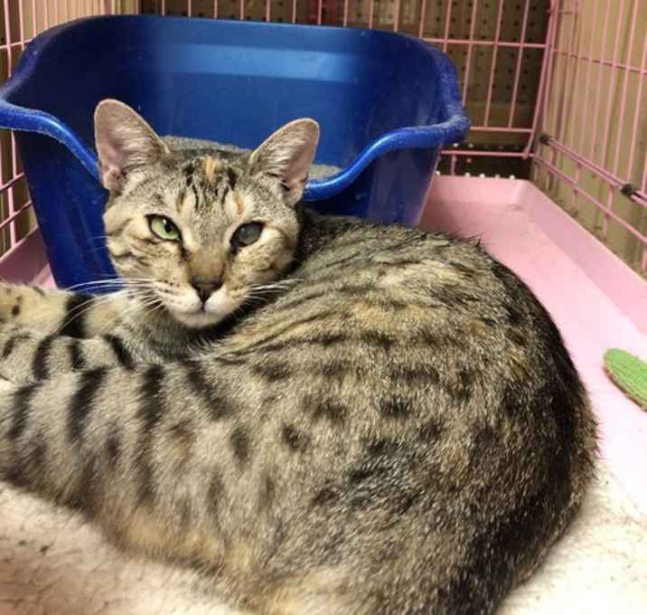 Photo of Ella Napa Petco