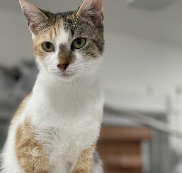 Photo of Bijoux