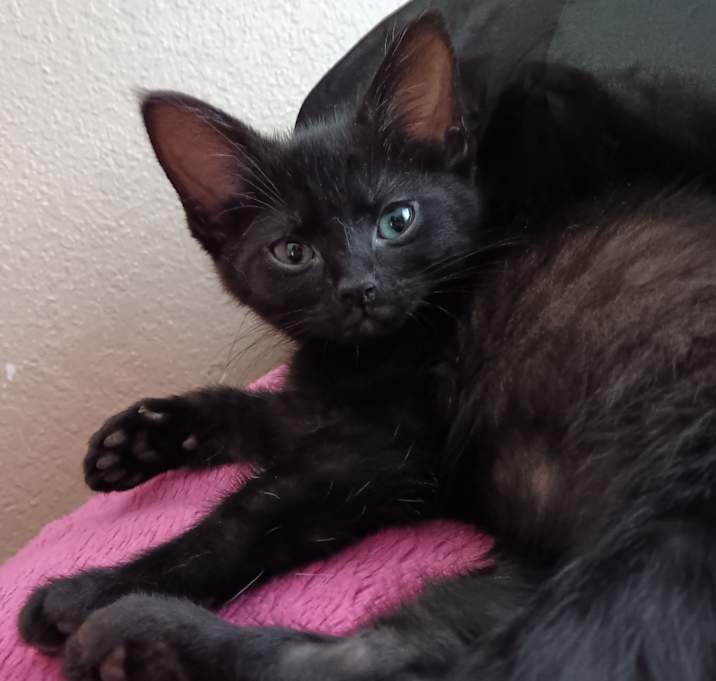 Photo of Mochi