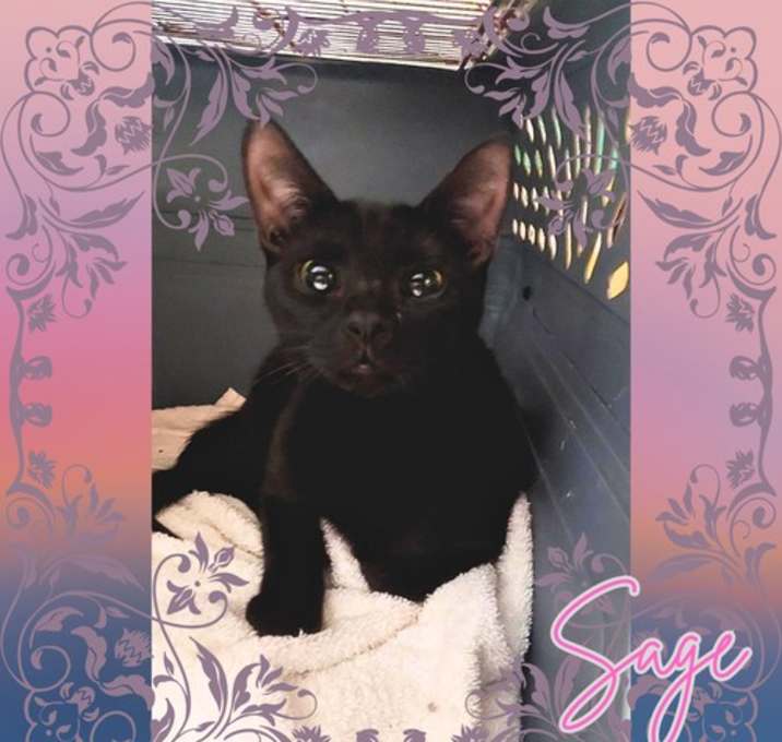 Photo of Sage