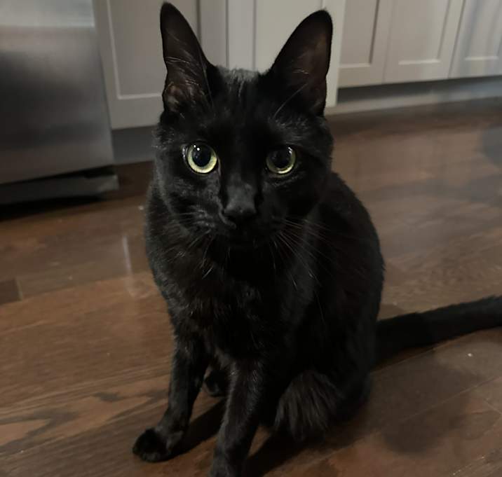 Photo of Ziggy