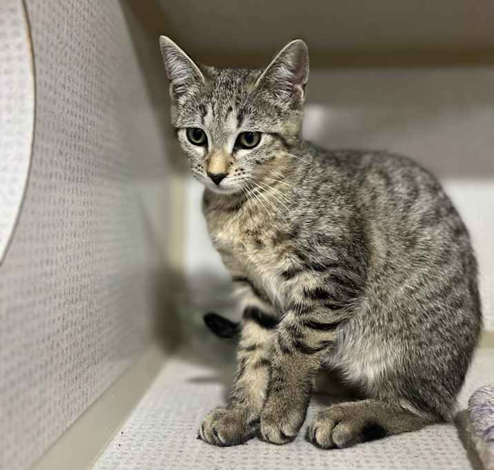Photo of Buffy (Mall of NH)