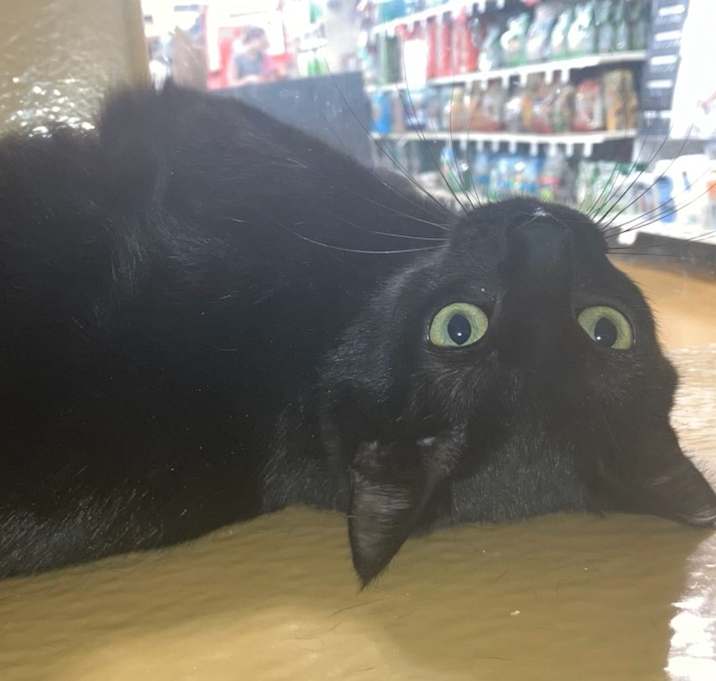 Photo of Violet