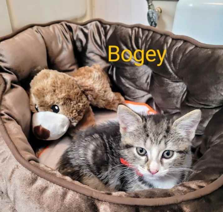 Photo of Bogey