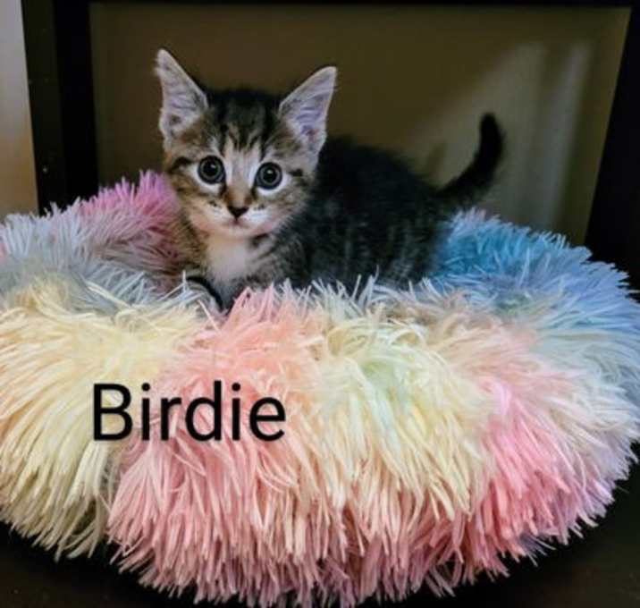 Photo of Birdie