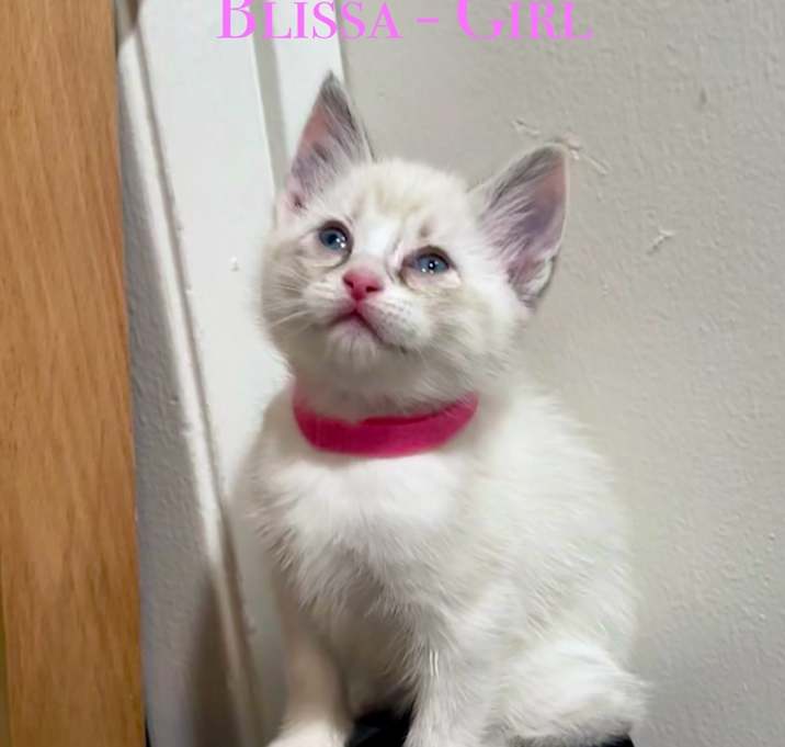 Photo of Blissa