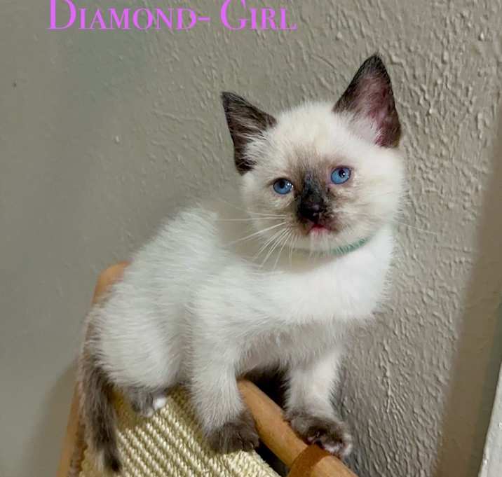 Photo of Diamond