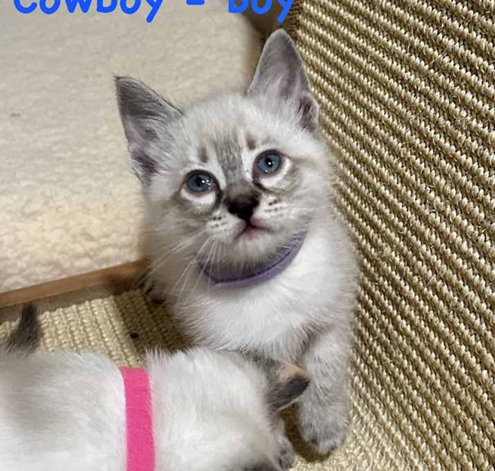 Photo of Cowboy