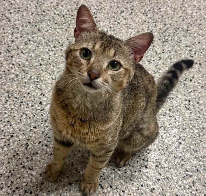 Photo of Oscar