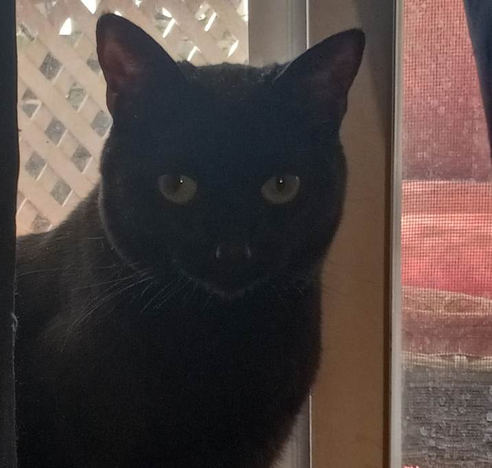 Photo of Kitty